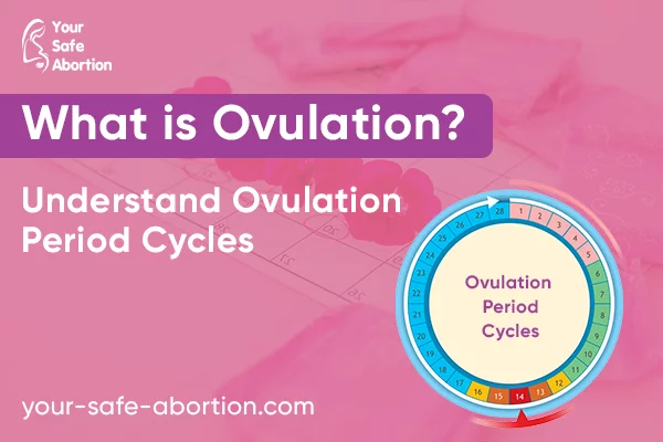 Ovulation: What Is It? Recognize the cycles of ovulation - your-safe-abortion.com