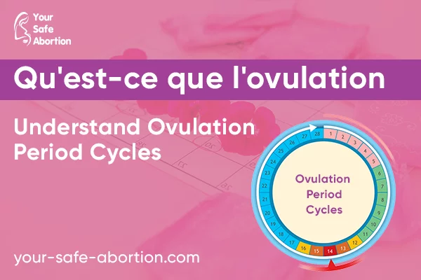 L'ovulation : Qu'est-ce que c'est ? Reconnaître les cycles d'ovulation - your-safe-abortion.com